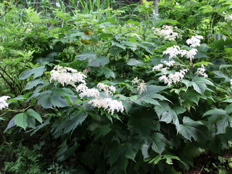 Filipendula kamtschatica