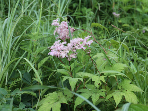 Filipendula kamtschatica