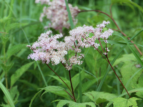 Filipendula kamtschatica