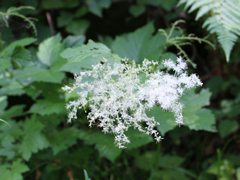 Filipendula kamtschatica