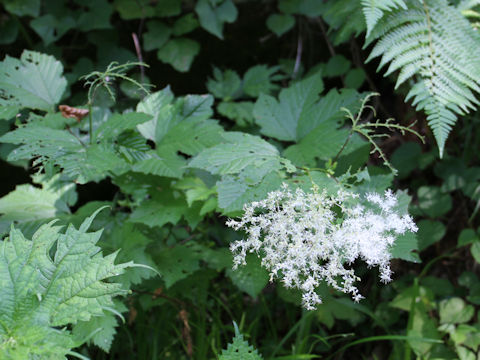 Filipendula kamtschatica