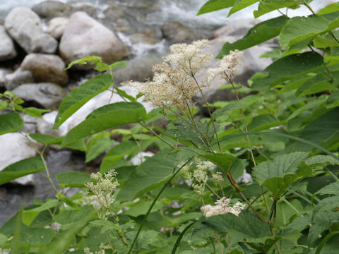 Filipendula kamtschatica