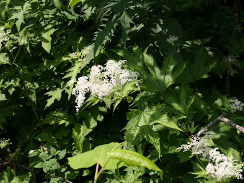 Filipendula kamtschatica