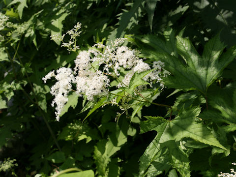 Filipendula kamtschatica