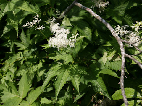 Filipendula kamtschatica