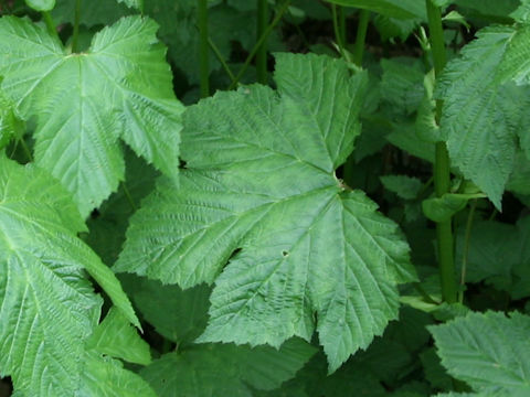 Filipendula kamtschatica