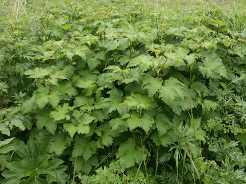 Filipendula kamtschatica