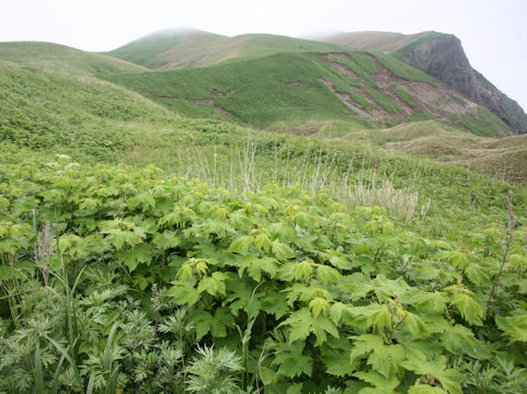 Filipendula kamtschatica
