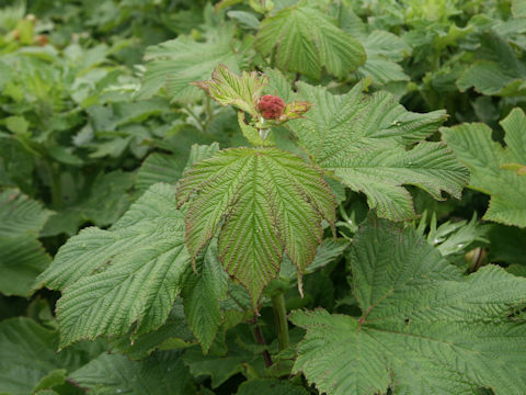 Filipendula kamtschatica
