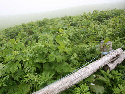 Filipendula kamtschatica