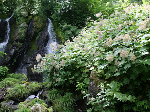 Filipendula kamtschatica