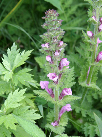 Pedicularis nipponica