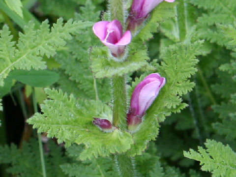 Pedicularis nipponica