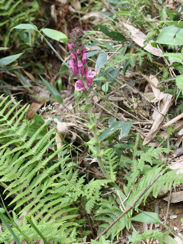 Pedicularis nipponica