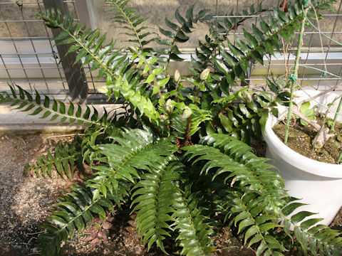 Cyrtomium falcatum