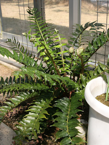 Cyrtomium falcatum