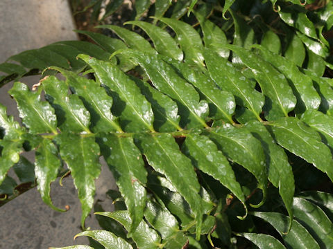 Cyrtomium falcatum