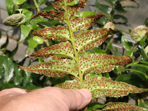 Cyrtomium falcatum