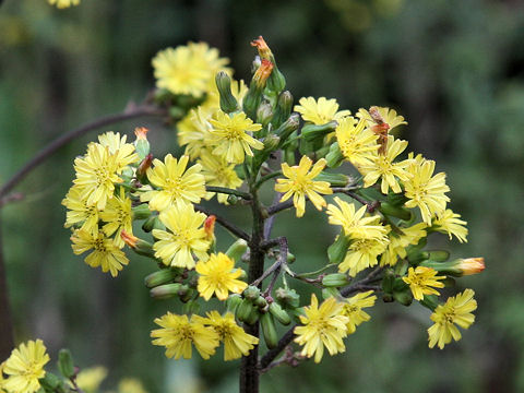 Youngia japonica