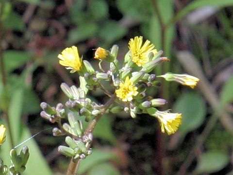 Youngia japonica