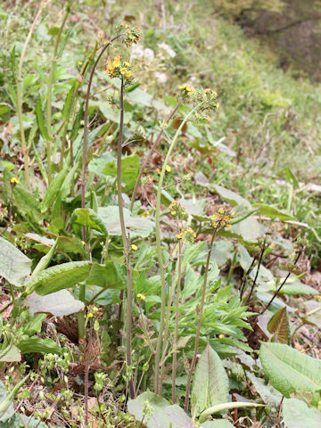 Youngia japonica