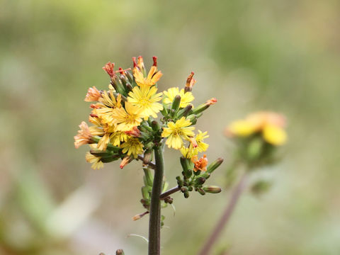 Youngia japonica