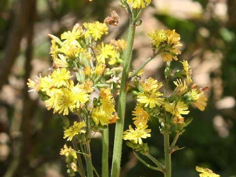 Youngia japonica