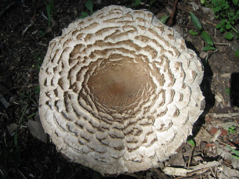 Amanita perpasta