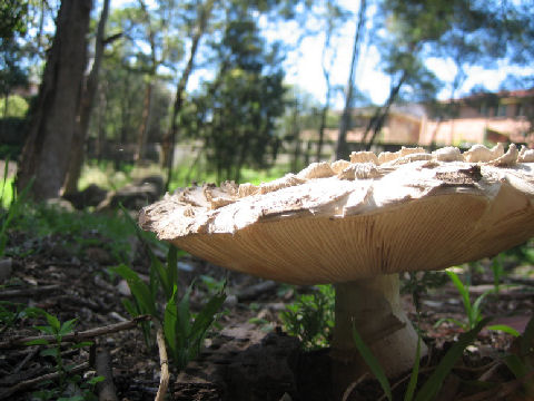 Amanita perpasta