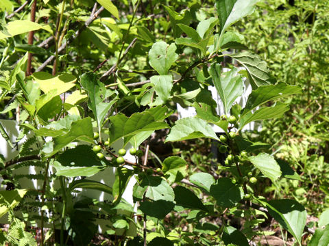 Celastrus orbiculatus var. strigillosus