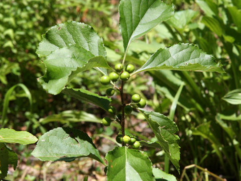 Celastrus orbiculatus var. strigillosus