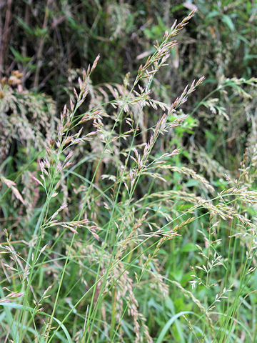 Festuca arundinacea