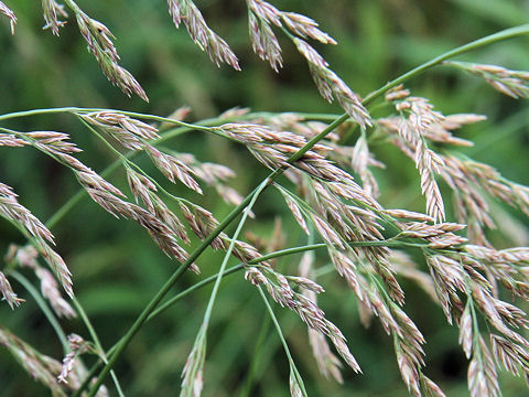 Festuca arundinacea