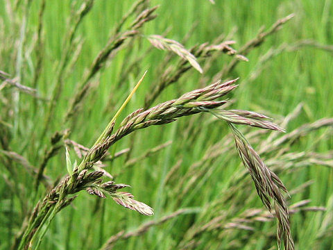 Festuca arundinacea