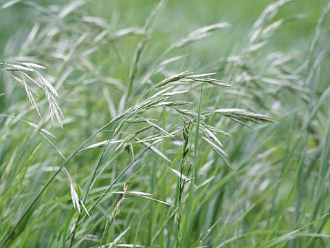 Festuca arundinacea