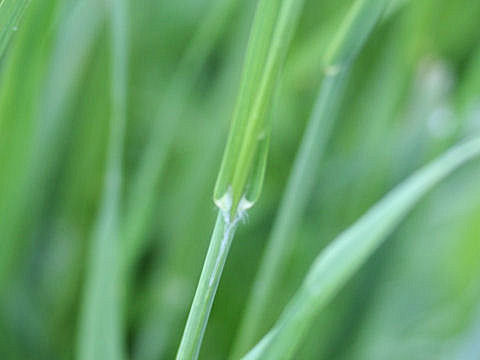 Festuca arundinacea