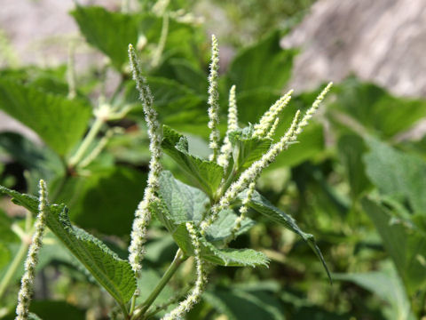 Boehmeria holosericea