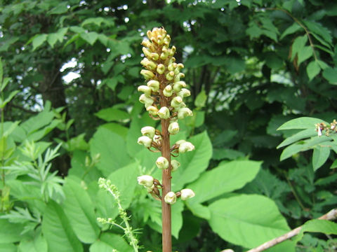 Gastrodia elata