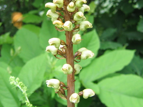 Gastrodia elata