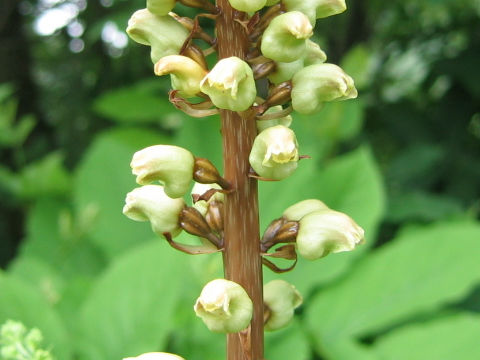 Gastrodia elata