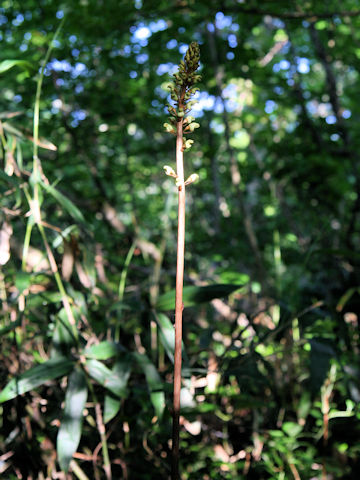 Gastrodia elata