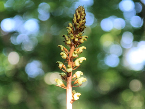 Gastrodia elata