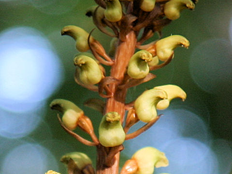 Gastrodia elata