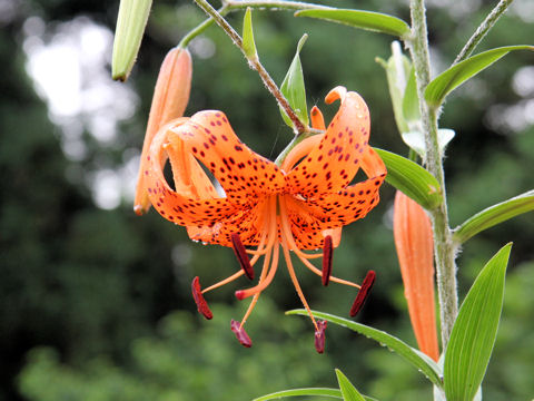 Lilium lancifolium