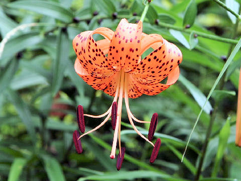 Lilium lancifolium