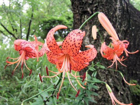 Lilium lancifolium