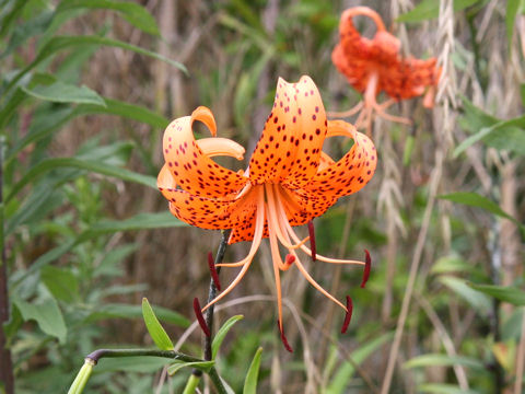 Lilium lancifolium