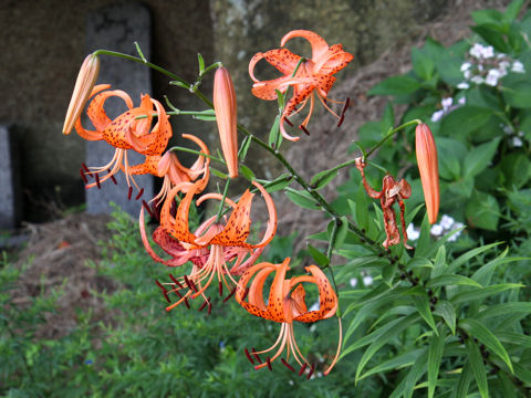 Lilium lancifolium