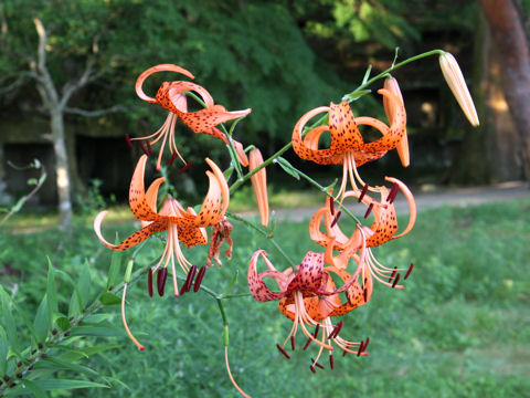 Lilium lancifolium