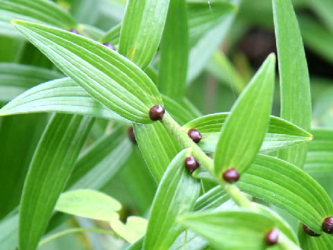 Lilium lancifolium